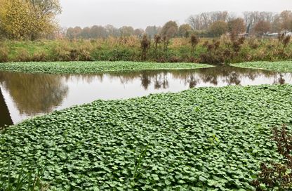 2023 1 grote waternavel