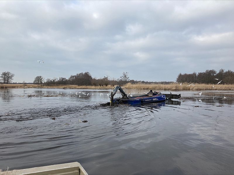 Groene cabomba submers Maarten Zonderwijk