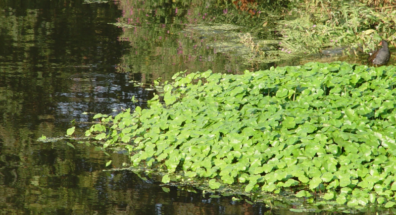 Grote waternavel Foto: HH Delfland