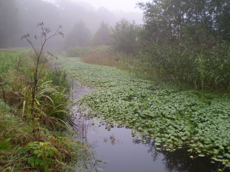 EVZ 3 Heerenbeekloop Grote waternavel 20100928 artikel small