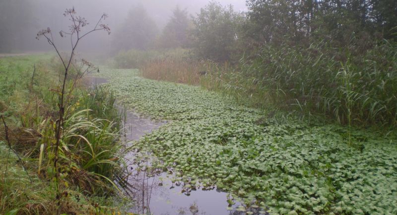 Heerenbeekloop grote waternavel Foto: Mark Scheepens