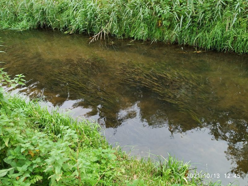 Vallisneria, foto waterschap de Dommel