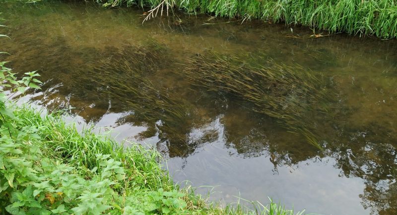 Vallisneria, foto waterschap de Dommel