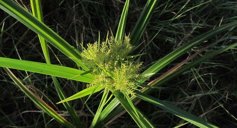 Knolcyperus, Foto Homer Edward Price (Flickr)