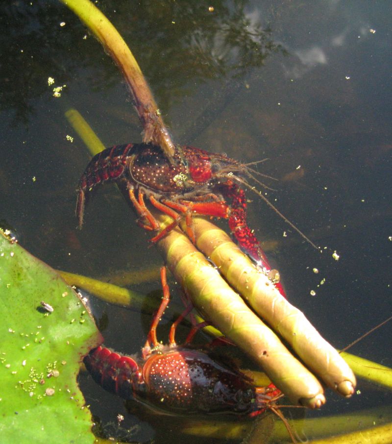 Rode Amerikaanse rivierkreeft op gele plomp - Foto: Nico de Bruijne